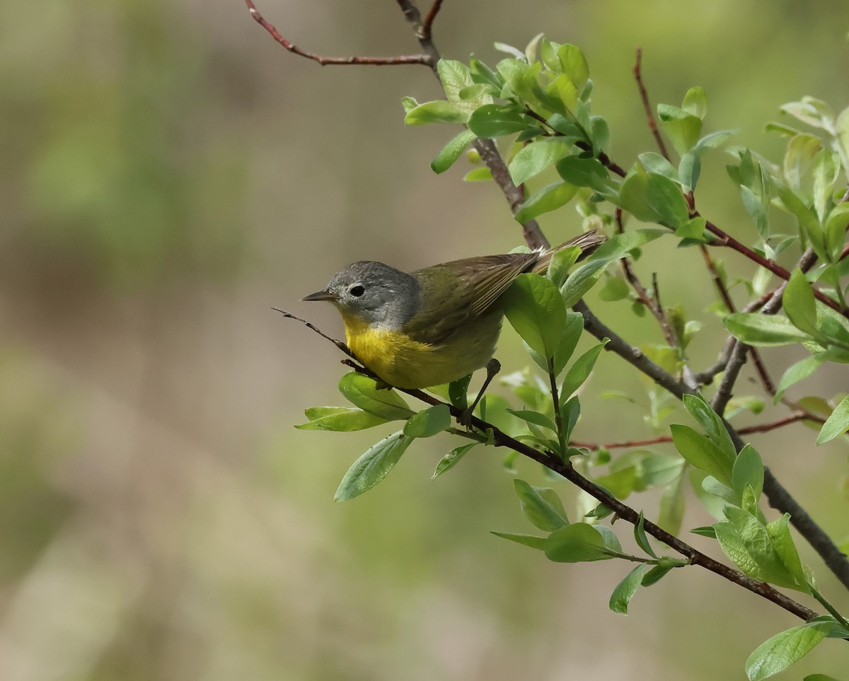 Nashville Warbler - ML636423922
