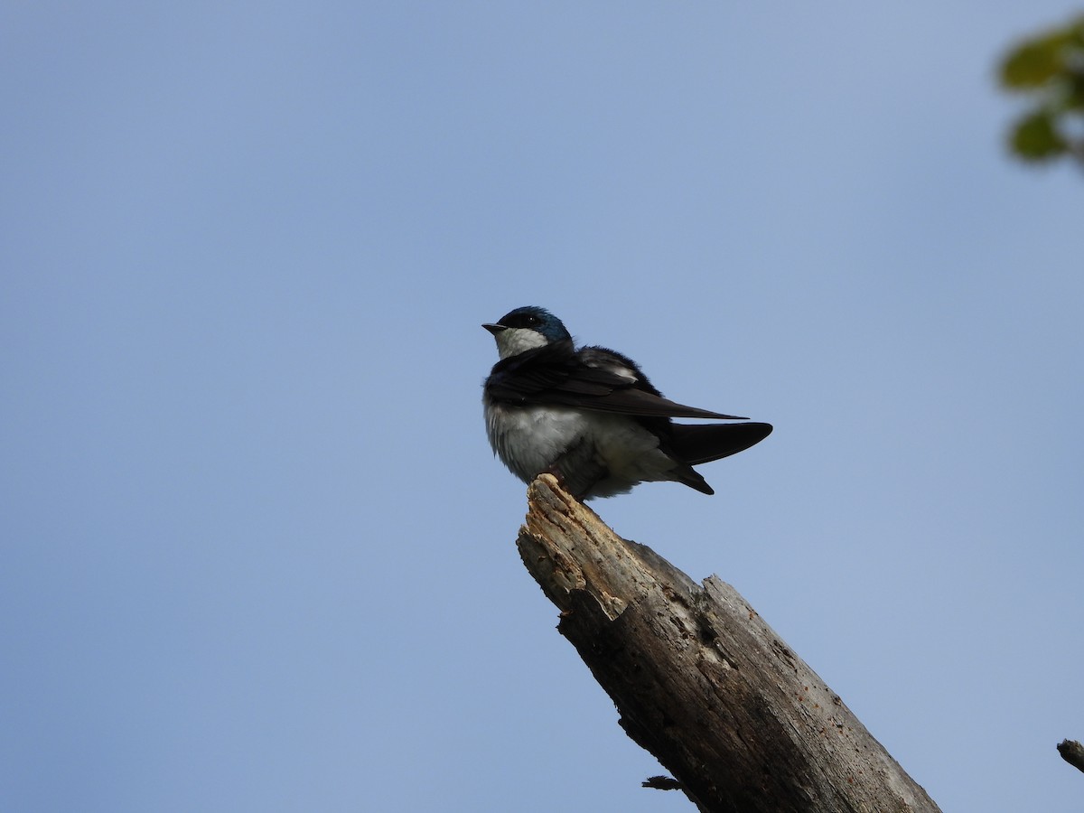 Tree Swallow - ML636423930