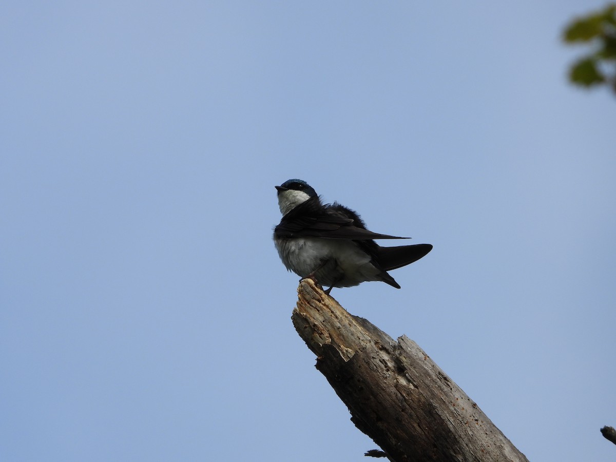 Tree Swallow - ML636423931