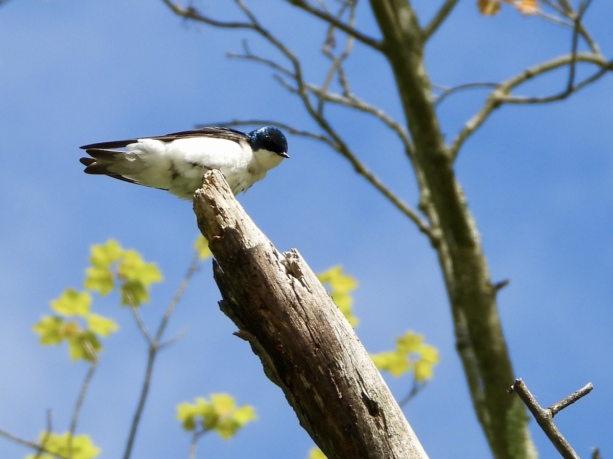 Tree Swallow - ML636424015