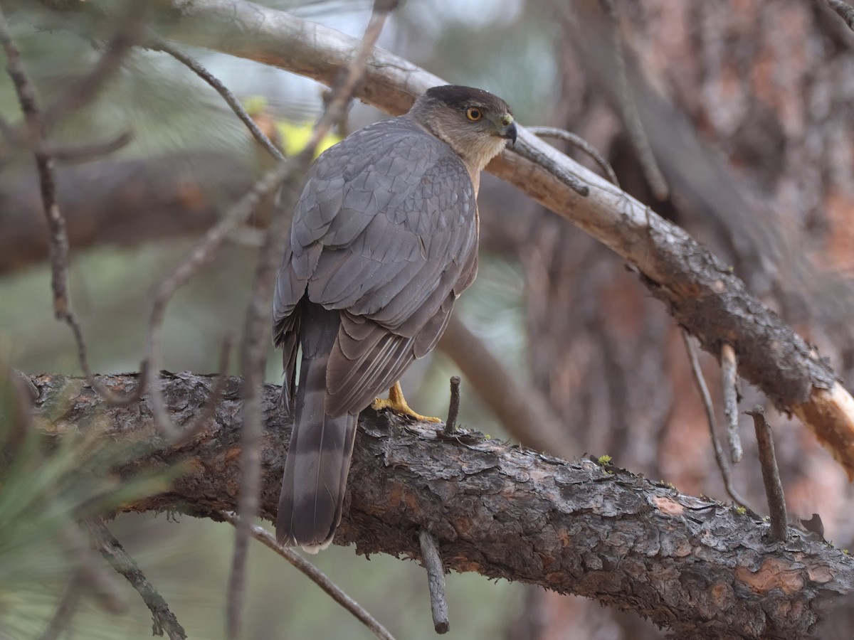 Cooper's Hawk - ML636424062