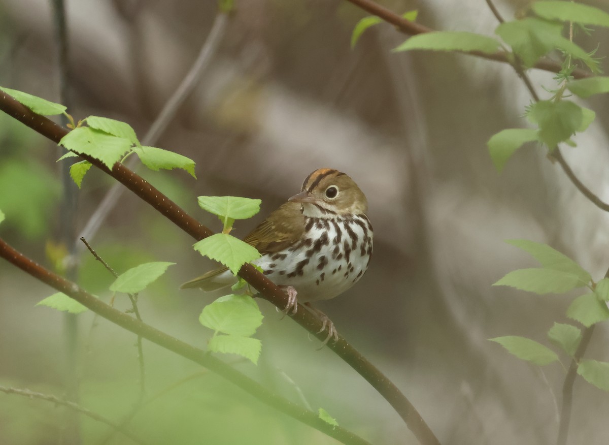 Ovenbird - ML636424063