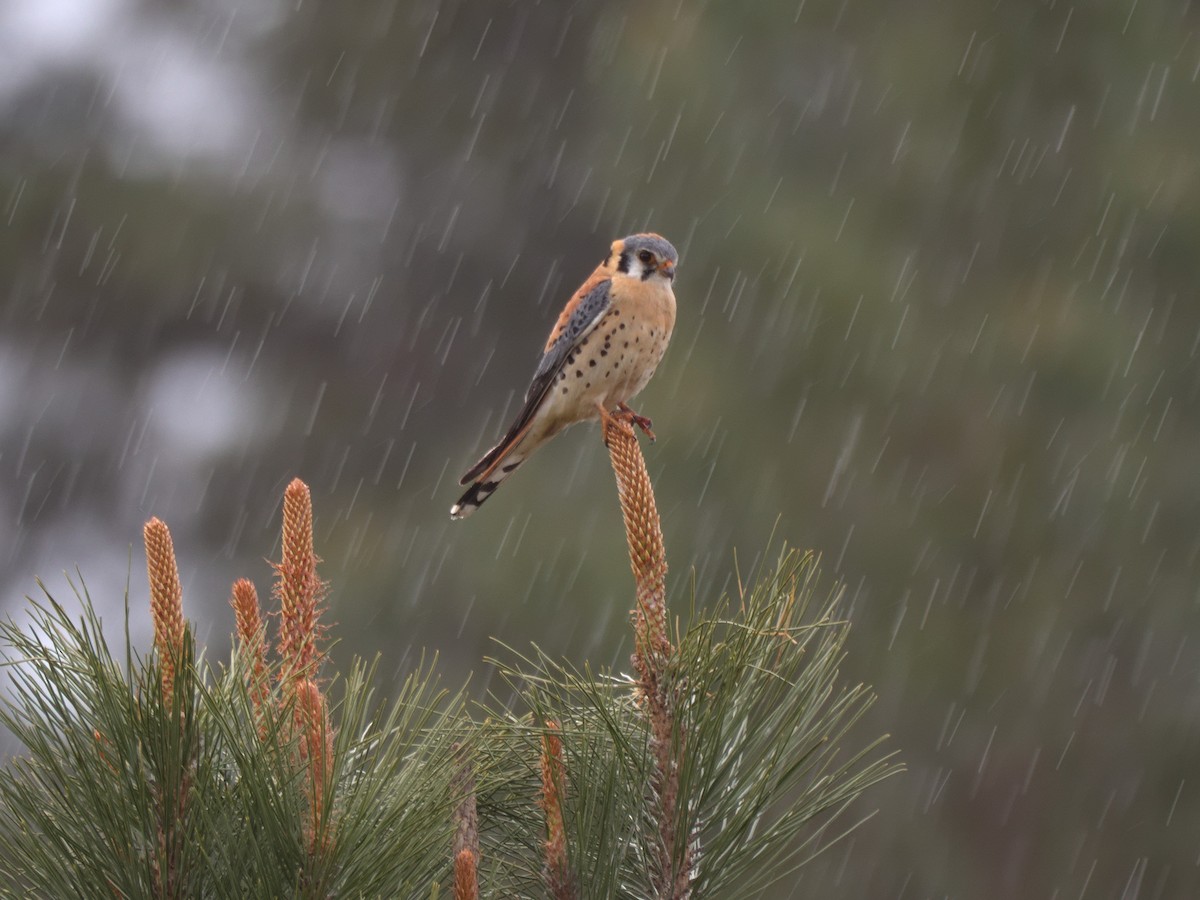 American Kestrel - ML636424079