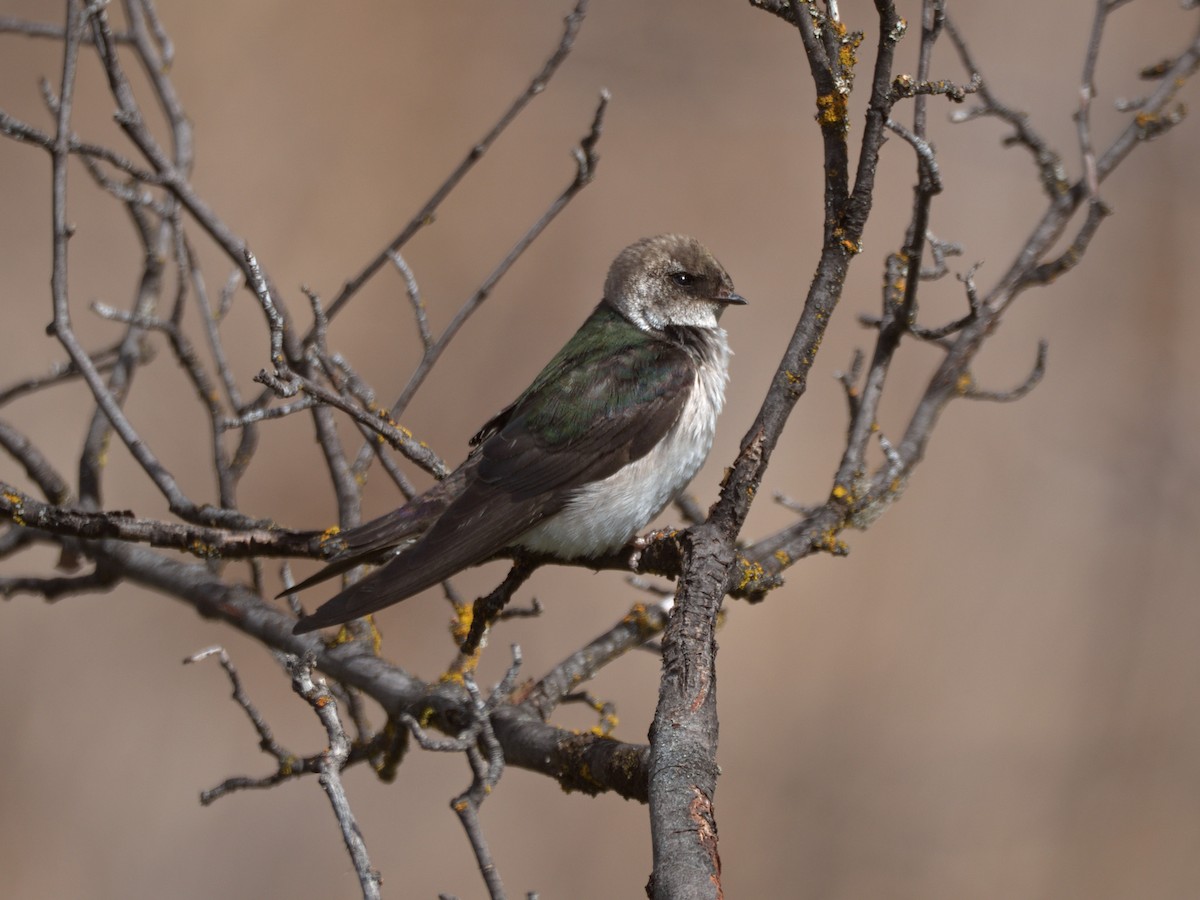 Violet-green Swallow - ML636424089