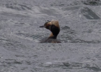 ミミカイツブリ - ML636424099