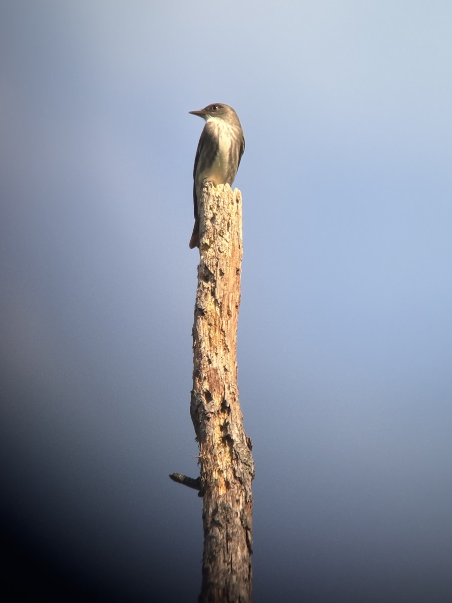 Olive-sided Flycatcher - ML636424113