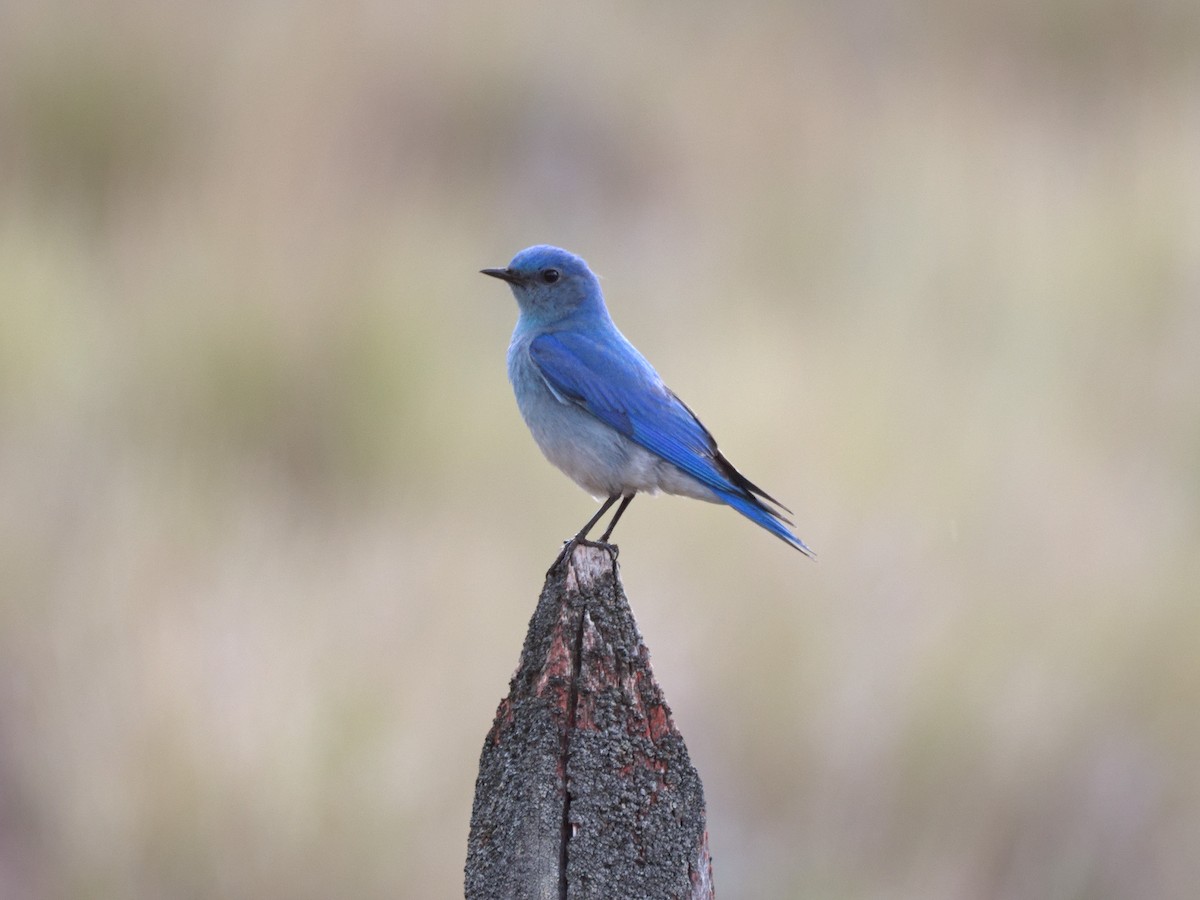 Mountain Bluebird - ML636424138