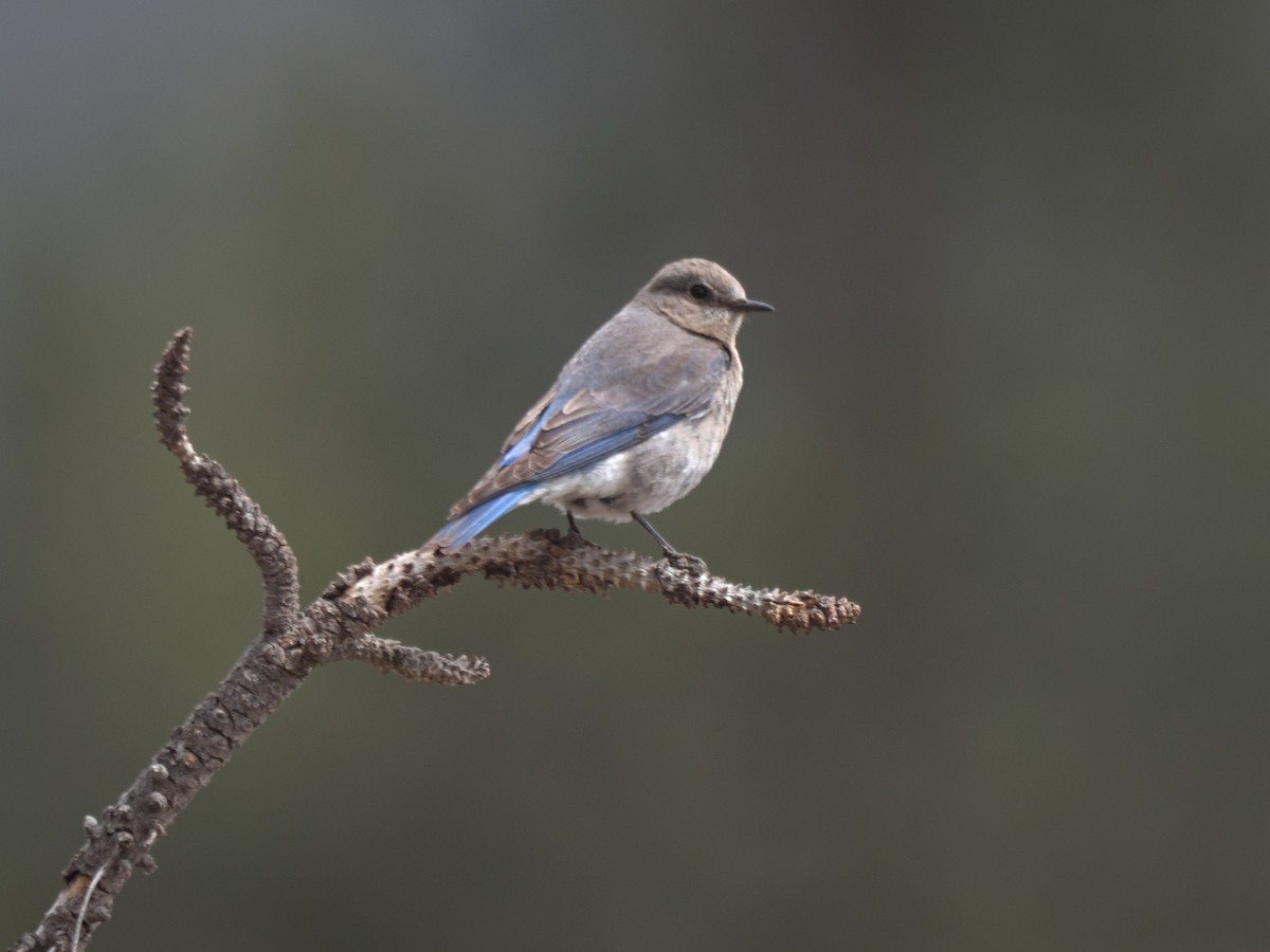 Mountain Bluebird - ML636424147