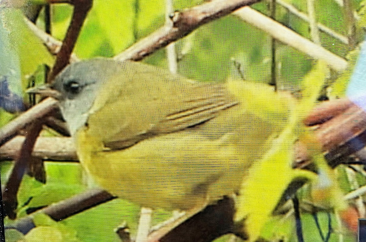 Mourning Warbler - ML636424153