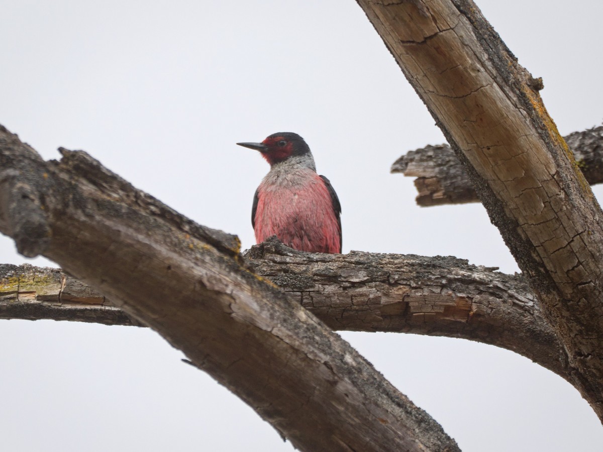 Lewis's Woodpecker - ML636424175