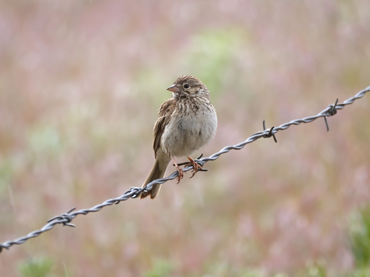 Vesper Sparrow - ML636424209