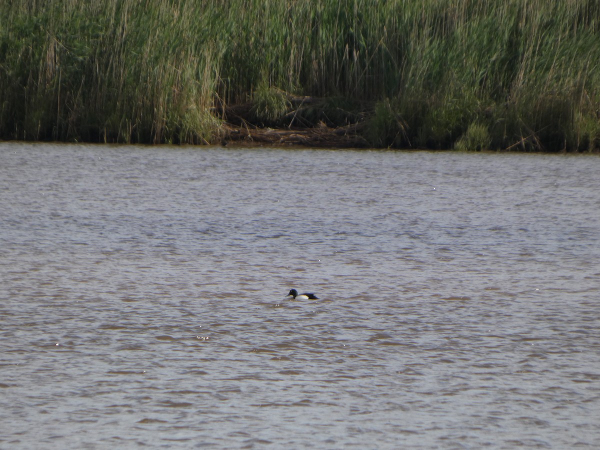 Greater Scaup - ML636424235