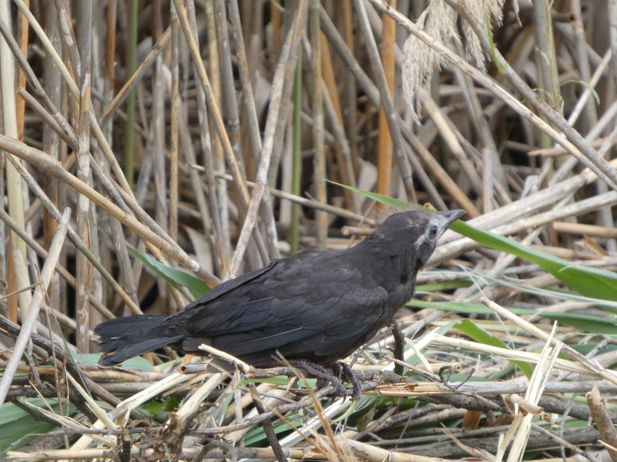 Red-winged Blackbird - ML636424310