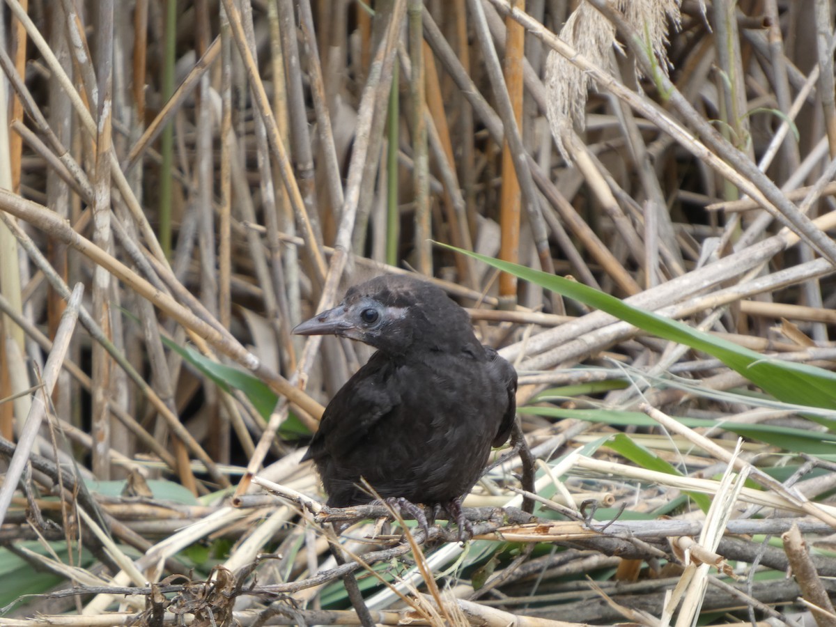 Red-winged Blackbird - ML636424311