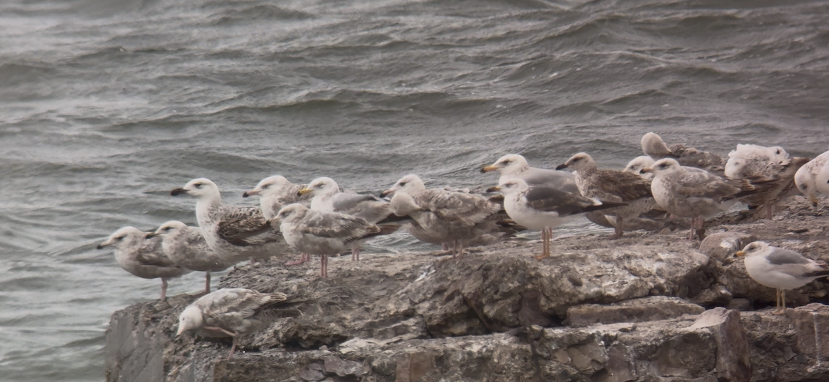 Lesser Black-backed Gull - ML636424334