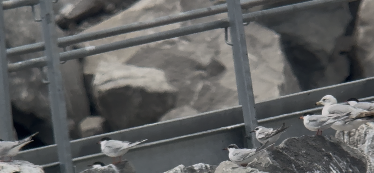 Forster's Tern - ML636424348