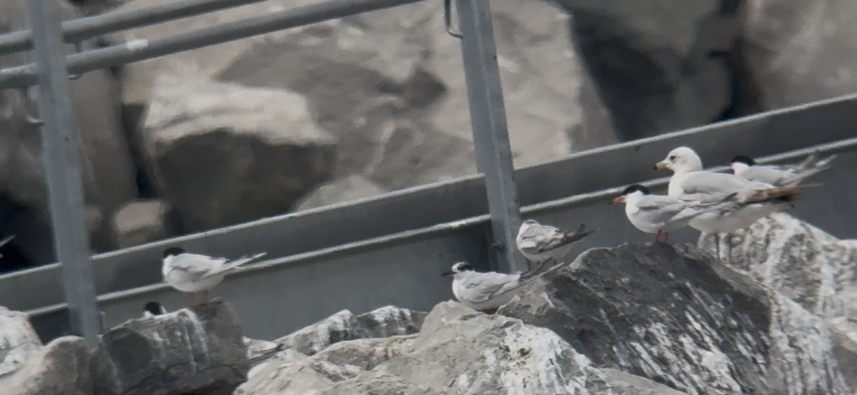 Forster's Tern - ML636424349