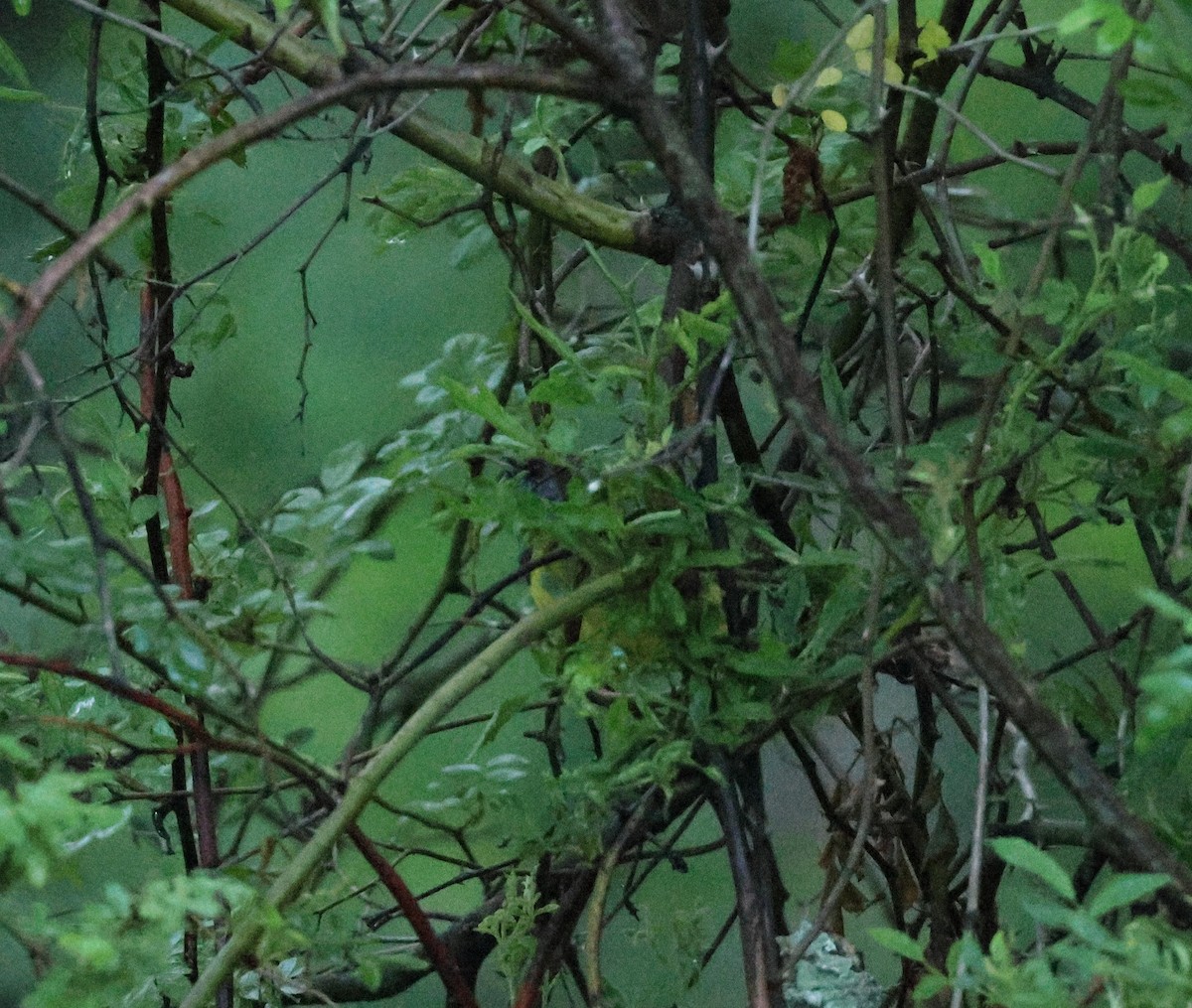 Mourning Warbler - ML636424377