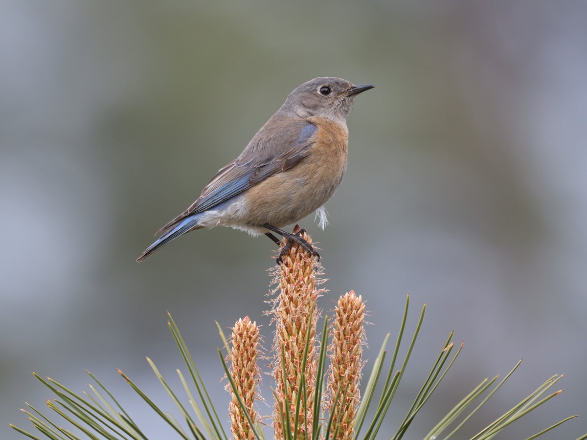 Western Bluebird - ML636424393