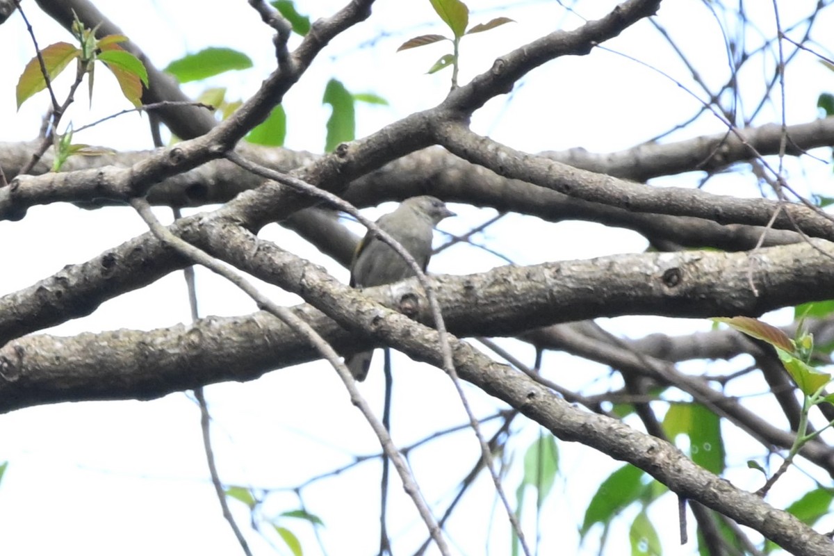 Least Honeyguide - ML636424411