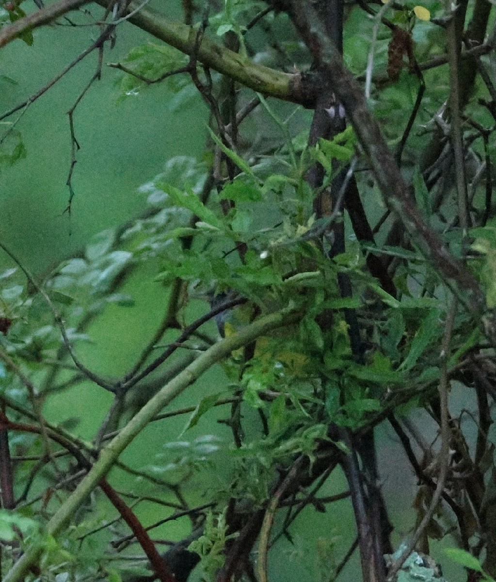 Mourning Warbler - ML636424460