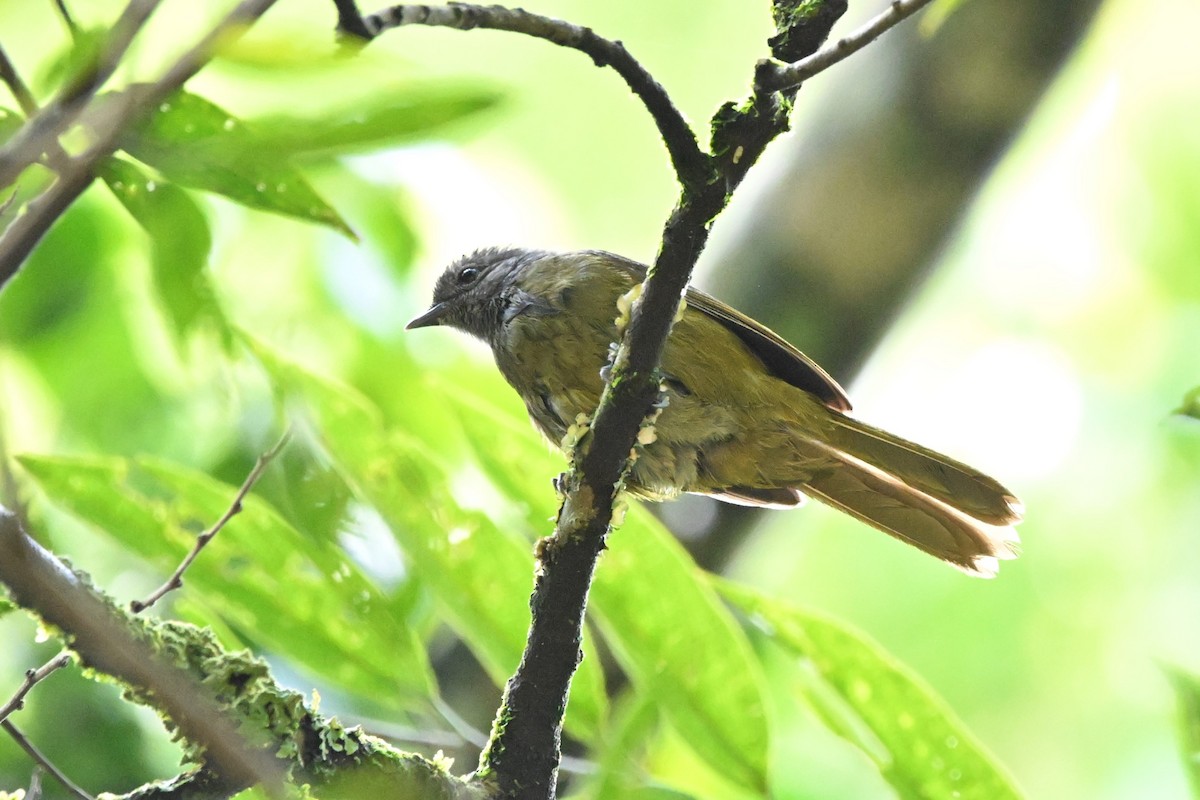 Shelley's Greenbul - ML636424587