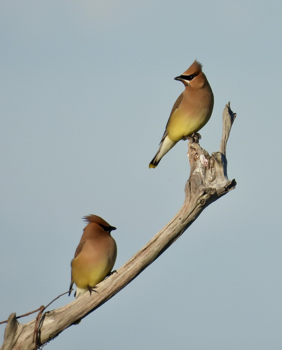 Cedar Waxwing - ML636424652
