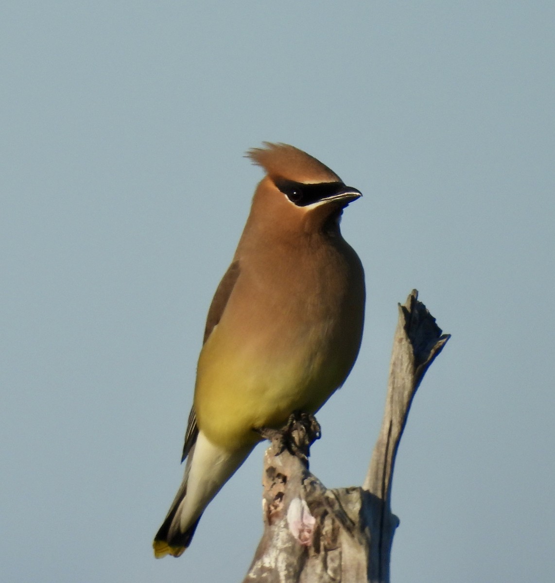 Cedar Waxwing - ML636424653