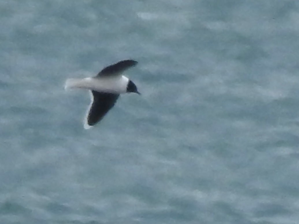 Little Gull - ML636424654