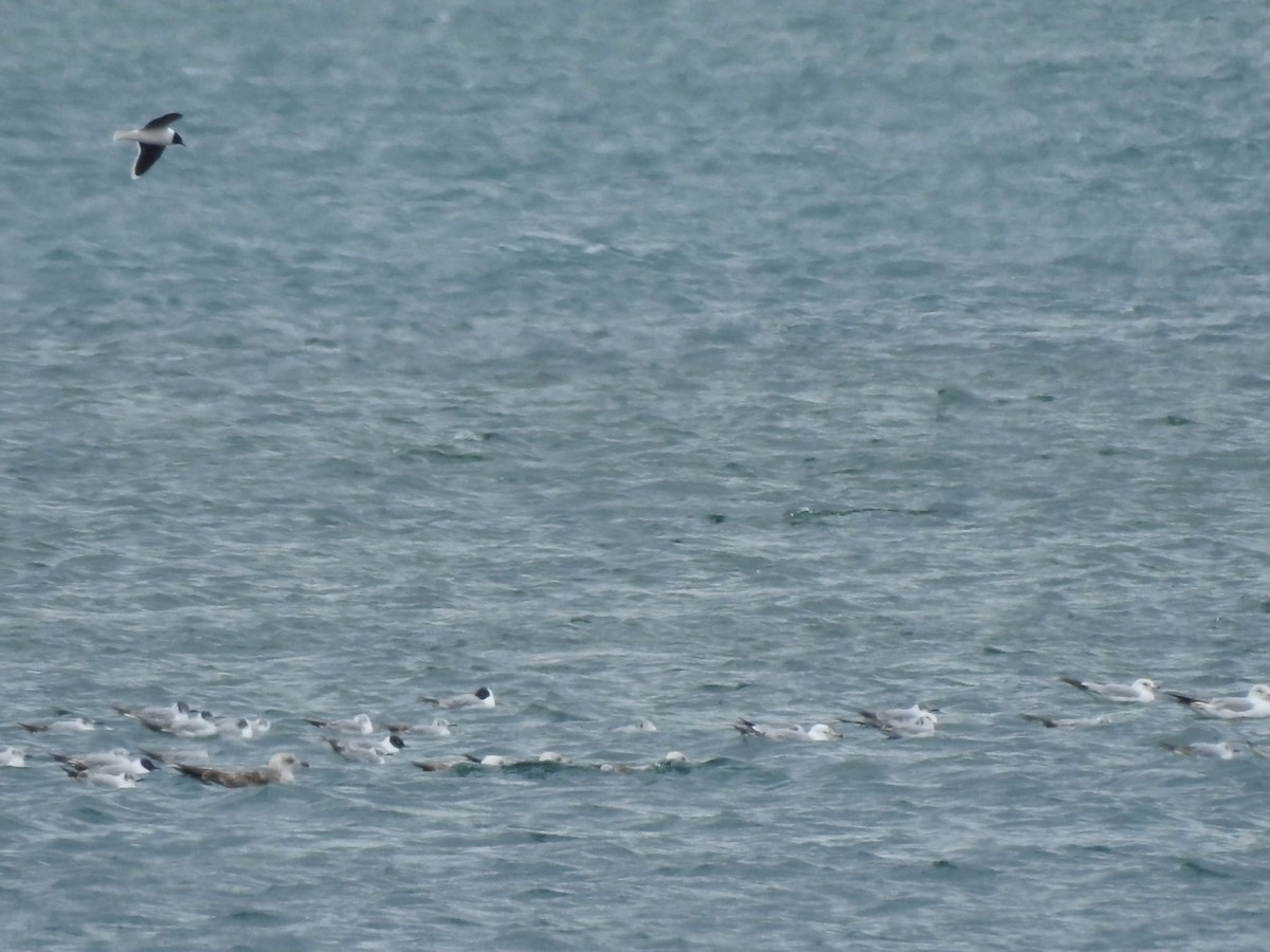 Little Gull - ML636424694