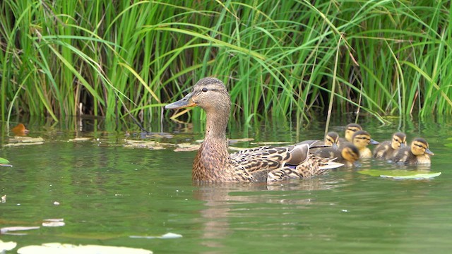 Mallard - ML636424743