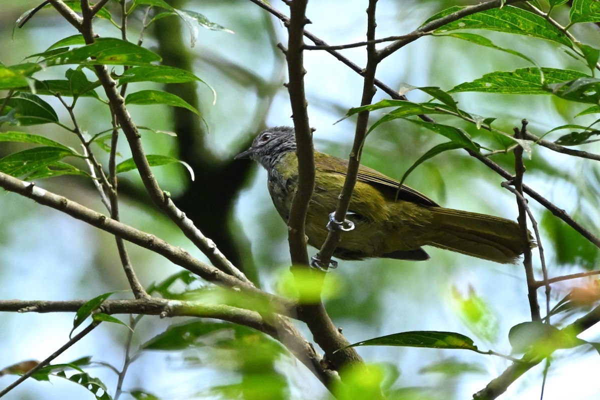 Shelley's Greenbul - ML636424889