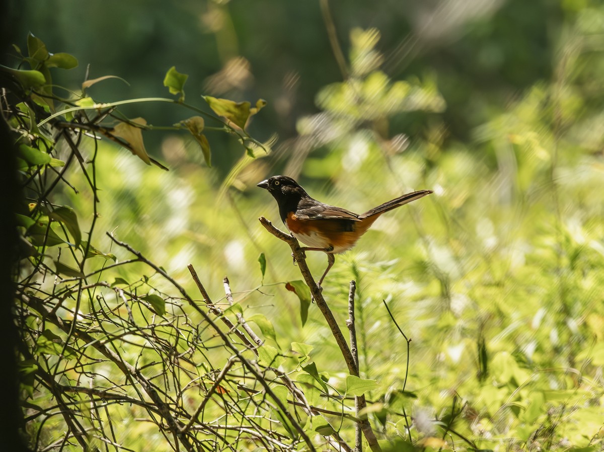 Eastern Towhee - ML636424992