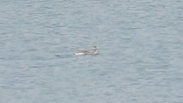 Plongeon huard - ML636425077