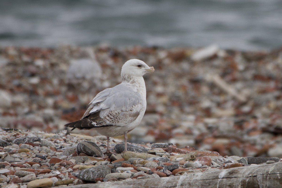 American Herring Gull - ML636425088