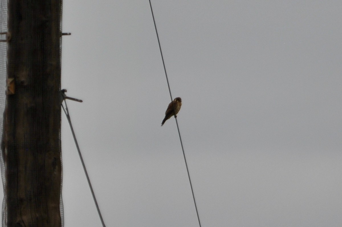 American Kestrel - ML636425102