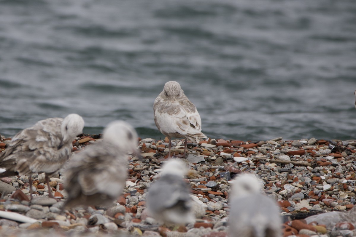 Iceland Gull - ML636425121