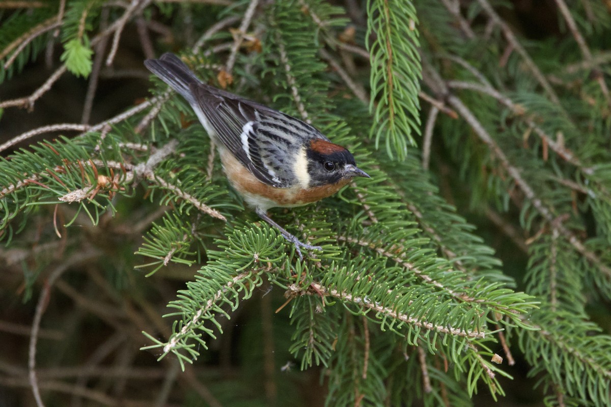 Bay-breasted Warbler - ML636425147