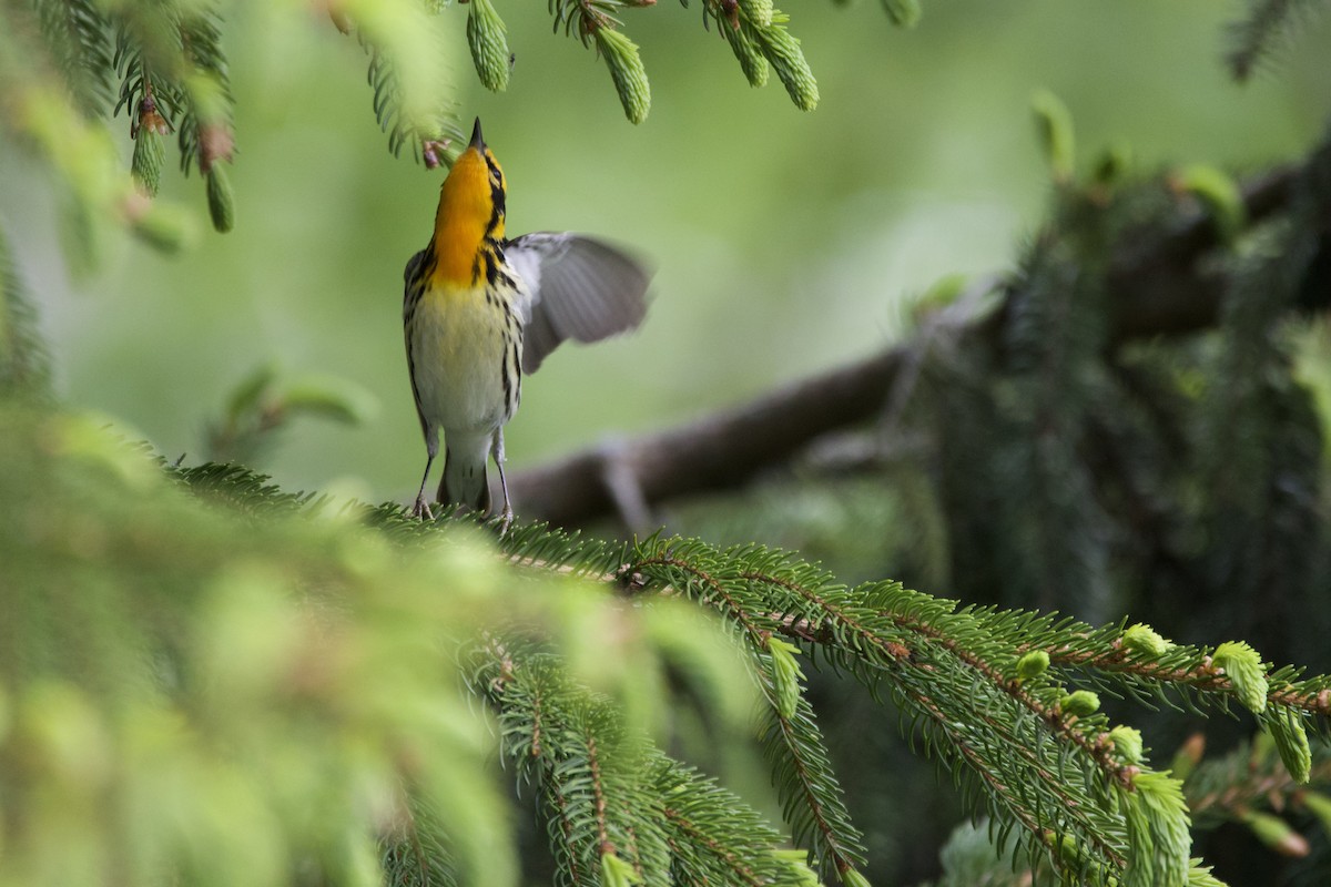 Blackburnian Warbler - ML636425152