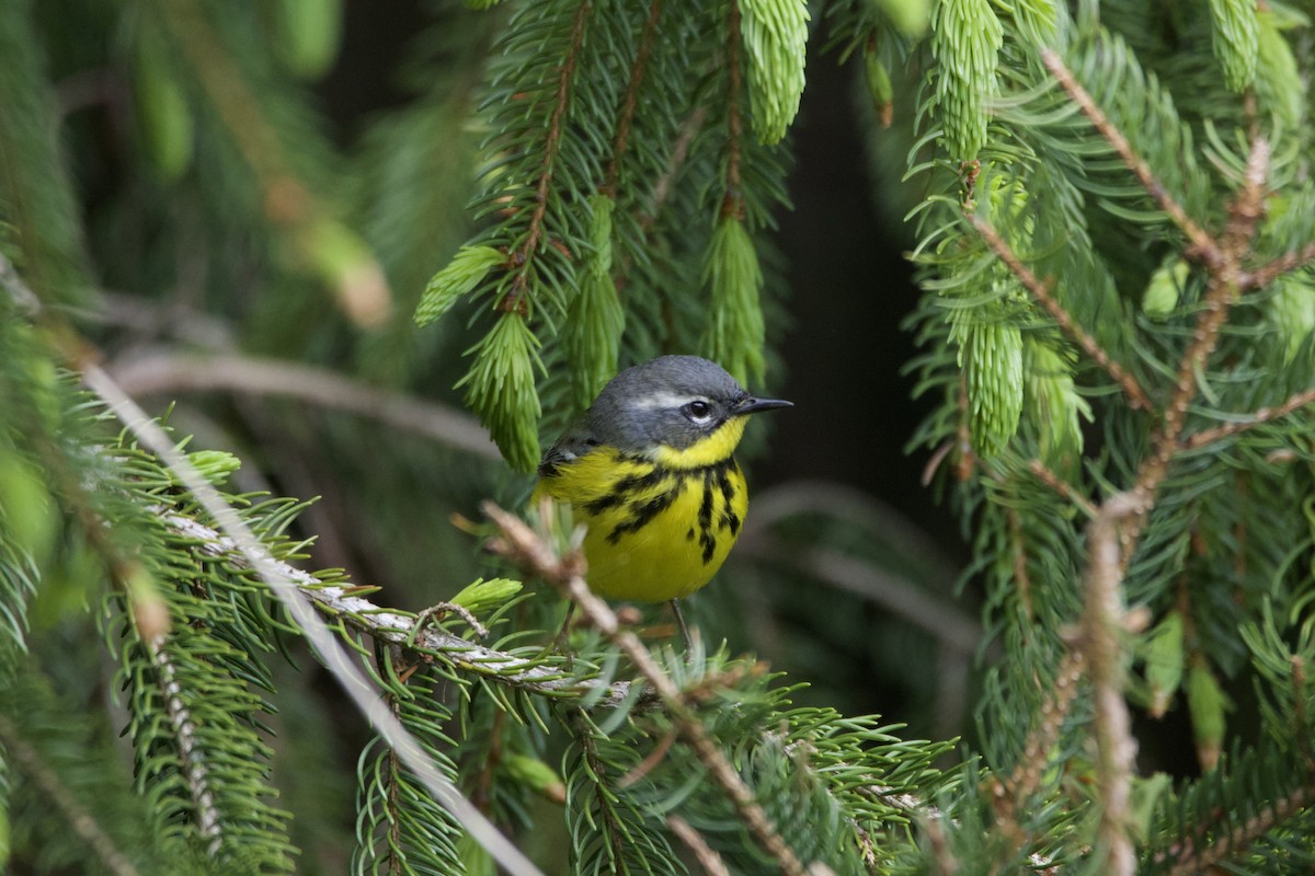 Magnolia Warbler - ML636425163