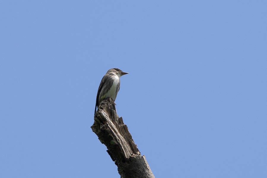 Olive-sided Flycatcher - ML636425178