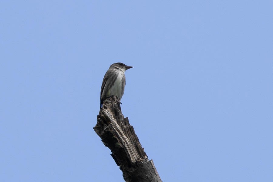 Olive-sided Flycatcher - ML636425179