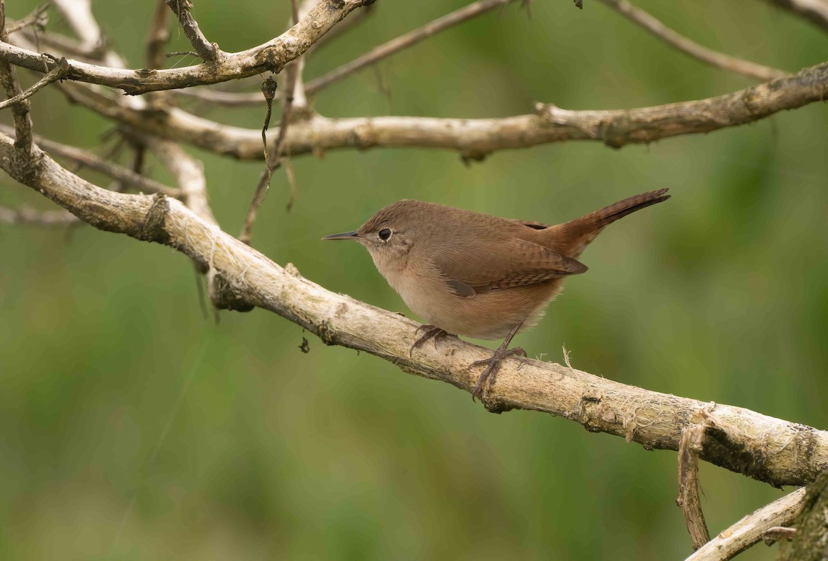 Southern House Wren - ML636425263