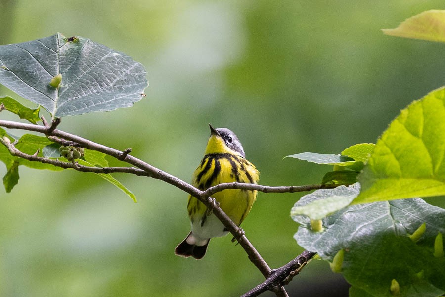 Magnolia Warbler - ML636425330