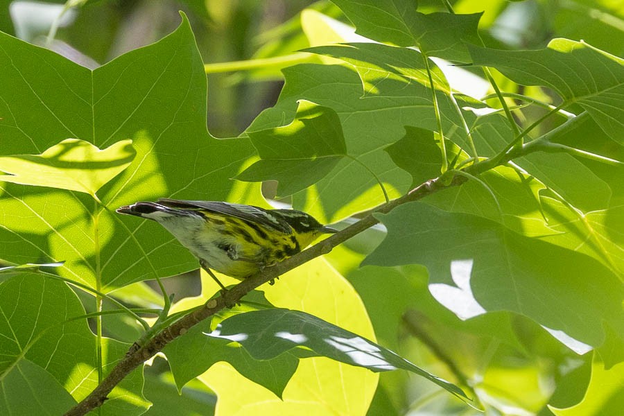 Magnolia Warbler - ML636425331