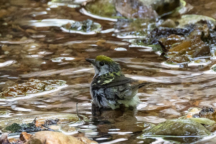 Chestnut-sided Warbler - ML636425361