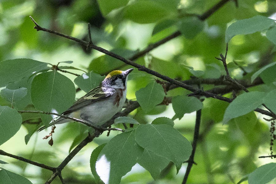Chestnut-sided Warbler - ML636425377