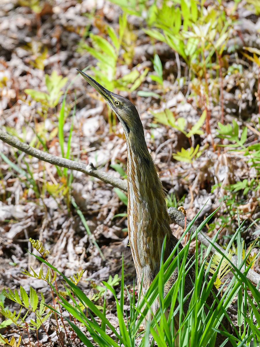 bukač severoamerický - ML636425522