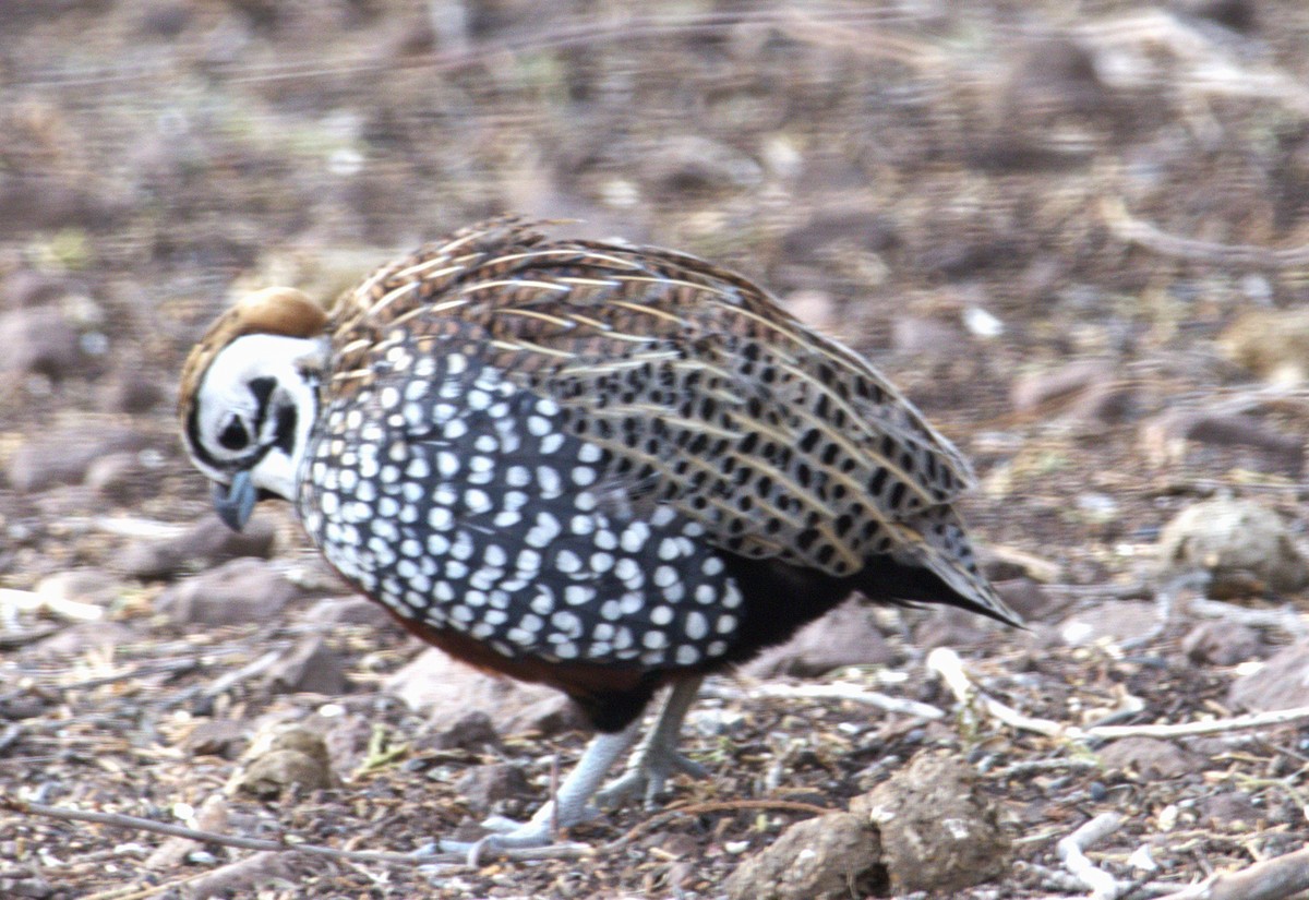 Montezuma Quail - ML636425947
