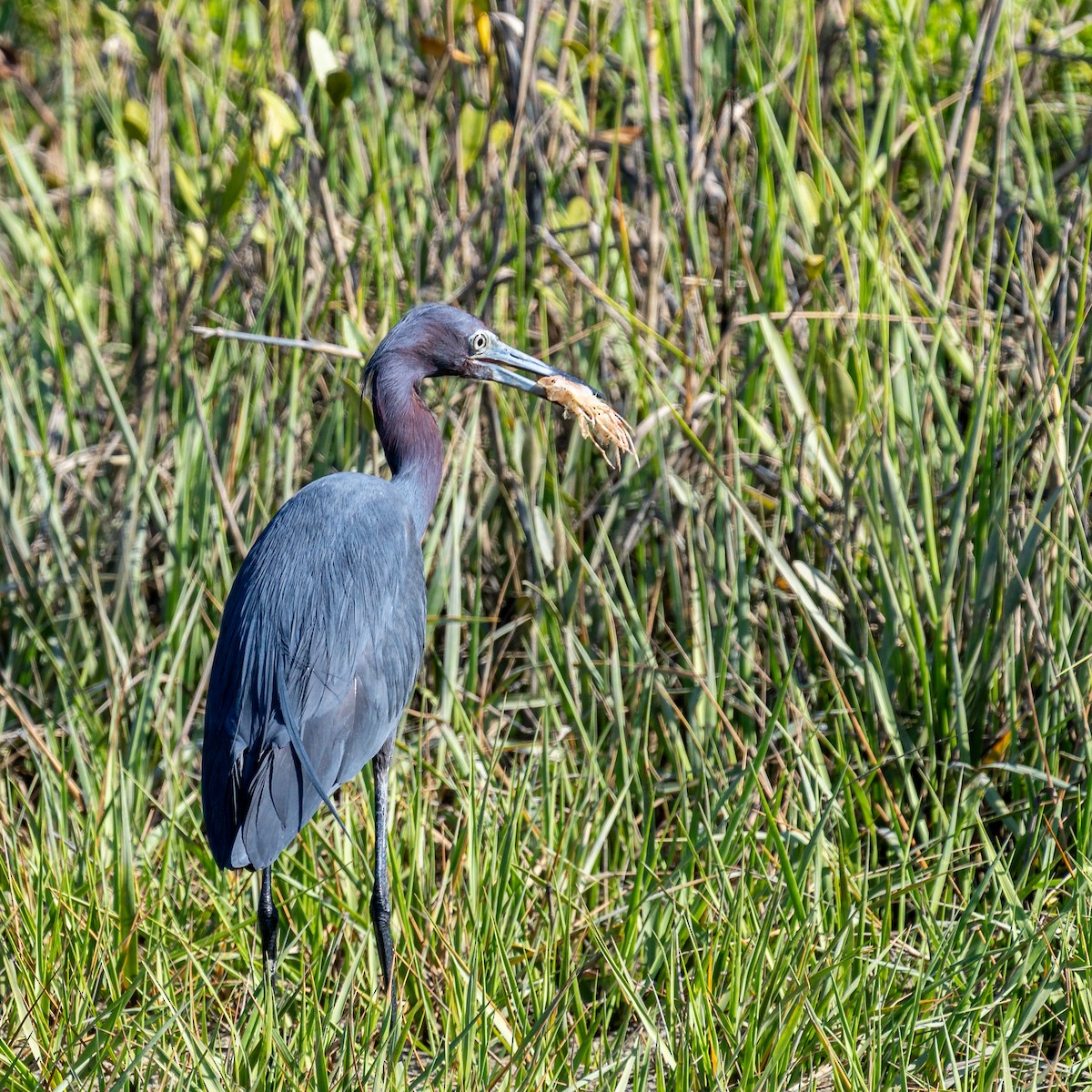 Little Blue Heron - ML636426075